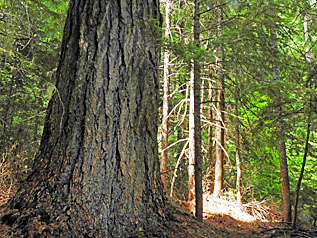 old growth trunk small graphic